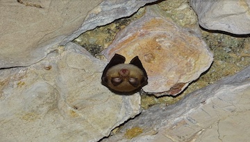 À la découverte des Chauves-souris